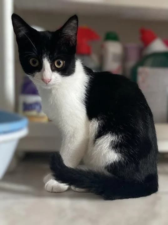 Bowie, Zwart-wit male puppy European Shorthair for adoption at Dierenasiel De Knuffelpootjes, Menen