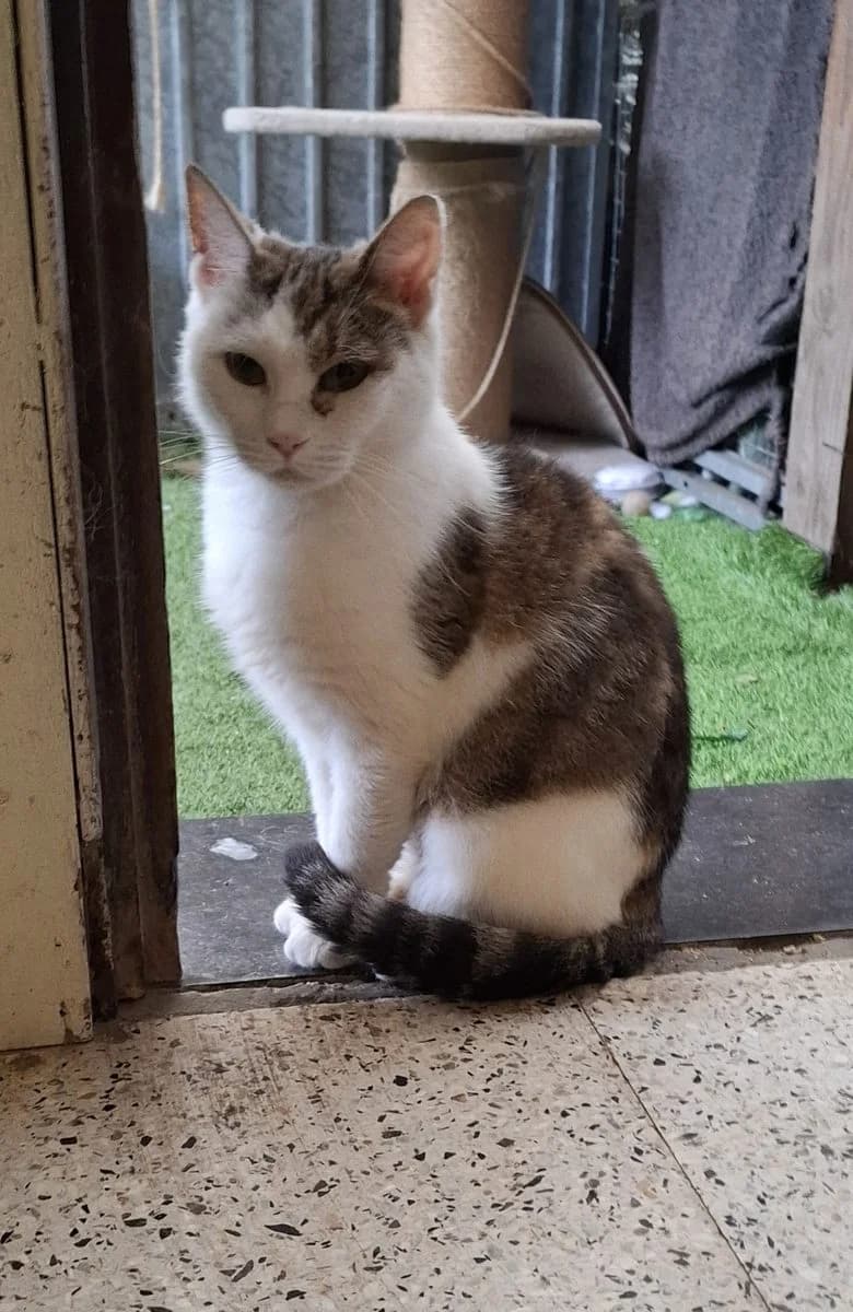 Klara, andere female young European Shorthair for adoption at Dierenasiel De Knuffelpootjes, Menen