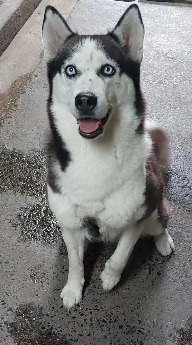 Sky, goud female 3yo Husky for adoption at Dierenasiel De Knuffelpootjes, Menen
