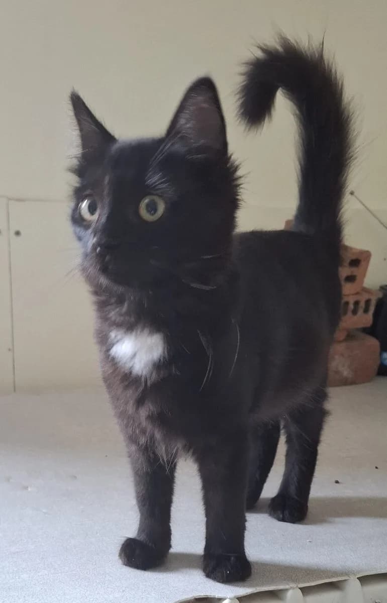 Mossy, andere male puppy European Shorthair for adoption at Dierenasiel De Knuffelpootjes, Menen