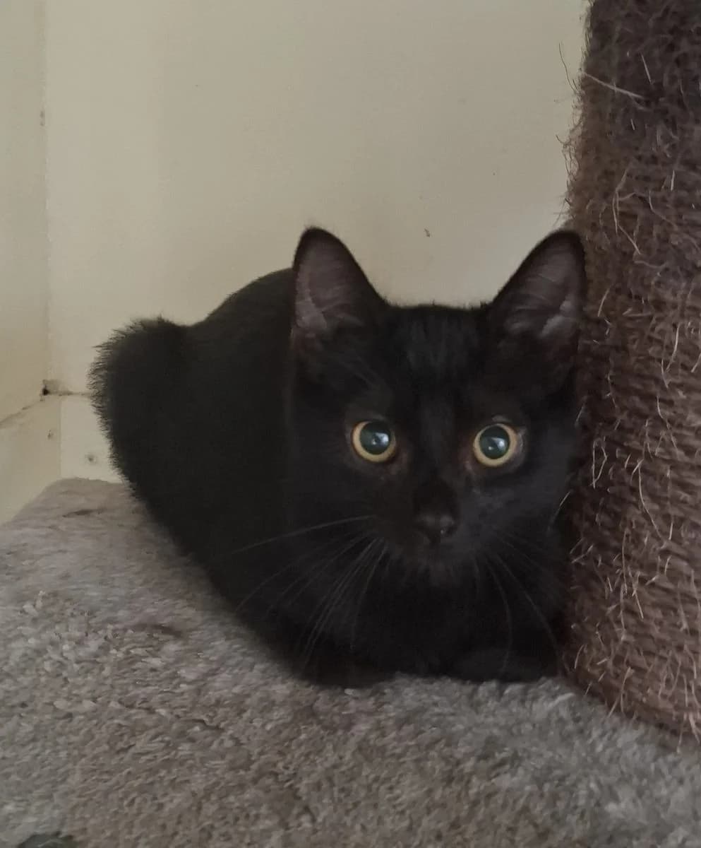 Guppy, zwart male puppy European Shorthair for adoption at Dierenasiel De Knuffelpootjes, Menen