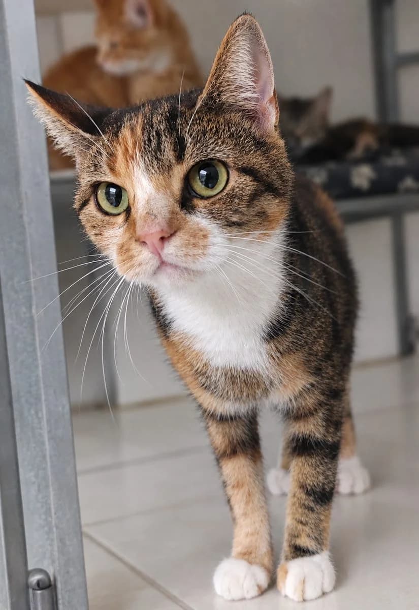Mira, lapjes female 3yo European Shorthair for adoption at Dierenasiel De Knuffelpootjes, Menen