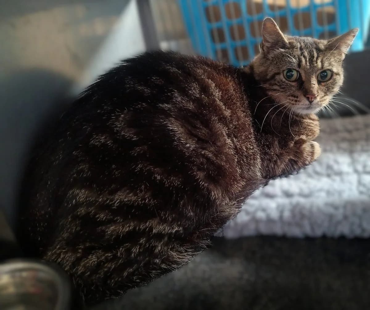 Donna, tijger female 4yo European Shorthair for adoption at Dierenasiel De Knuffelpootjes, Menen