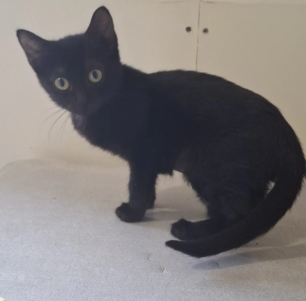 Noir, zwart female puppy European Shorthair for adoption at Dierenasiel De Knuffelpootjes, Menen