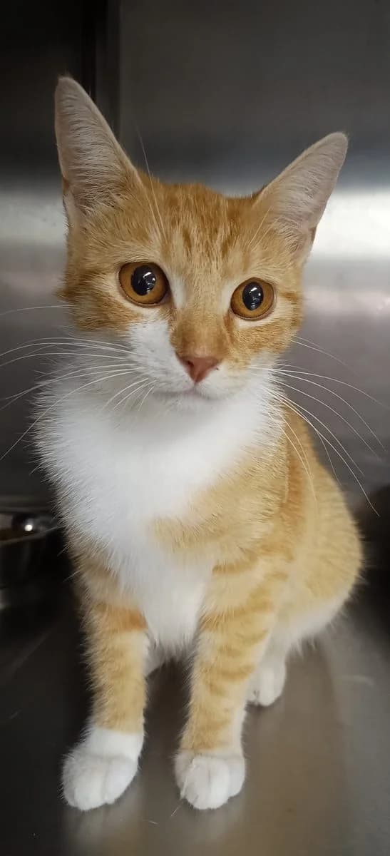 Gloria, ros-wit female puppy European Shorthair for adoption at Dierenasiel De Knuffelpootjes, Menen