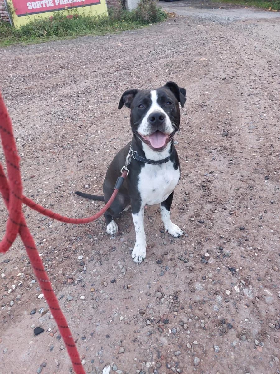 Thor, male young Staffordshire Bull Terrier for adoption at Dierenasiel De Knuffelpootjes, Menen