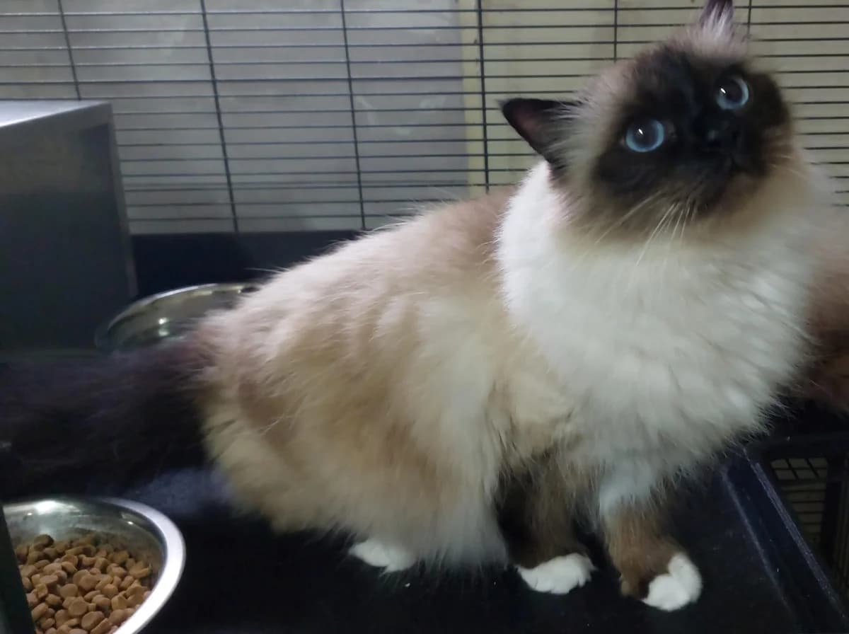Nova, andere female 7yo Birman for adoption at Dierenasiel De Knuffelpootjes, Menen