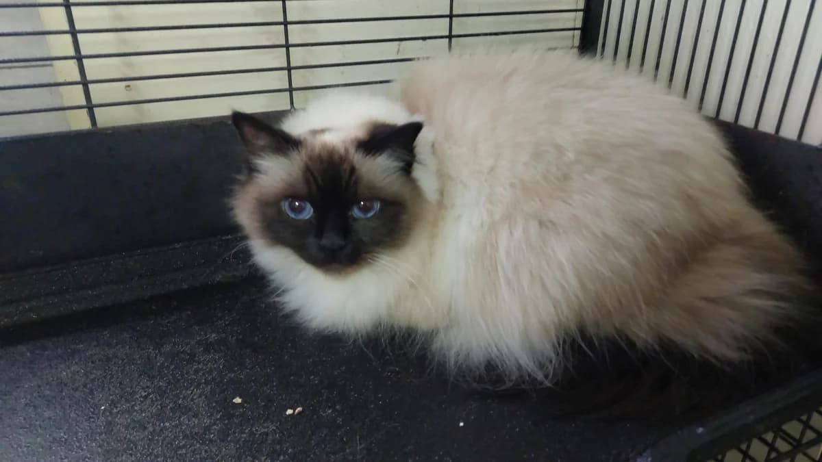 Neo, andere male 7yo Birman for adoption at Dierenasiel De Knuffelpootjes, Menen