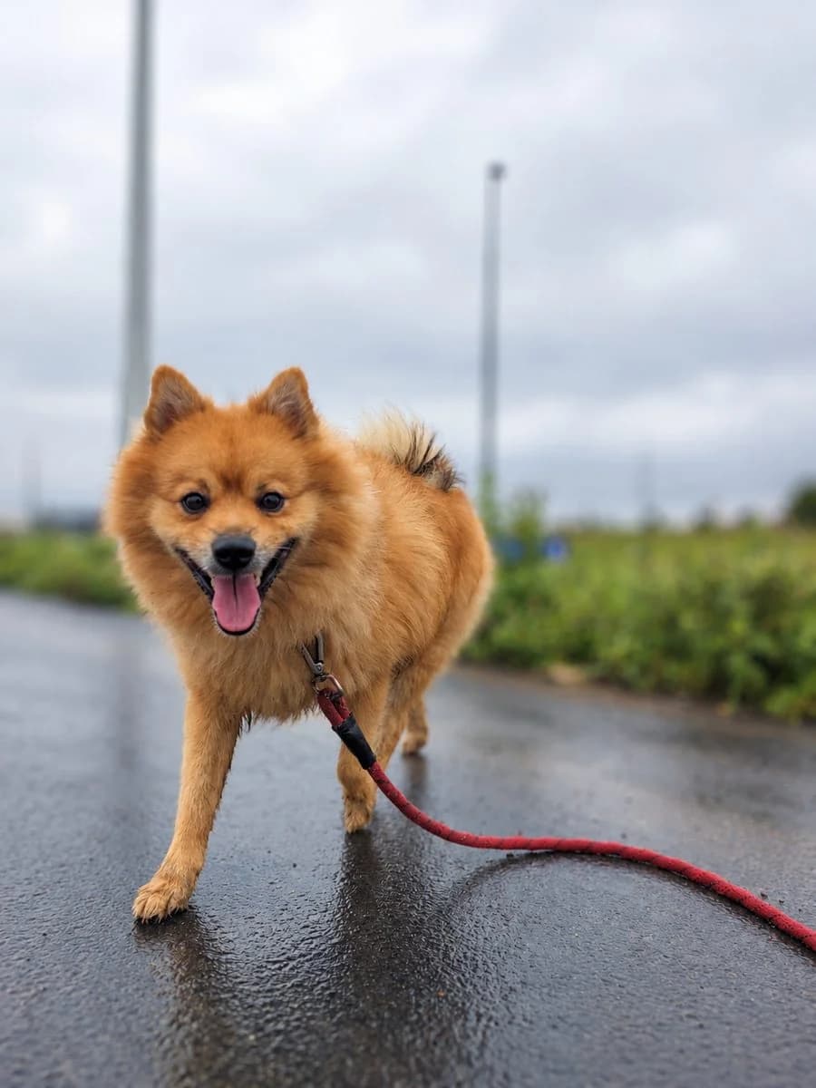 Jack, male 4yo Keeshond for adoption at Dierenasiel De Knuffelpootjes, Menen