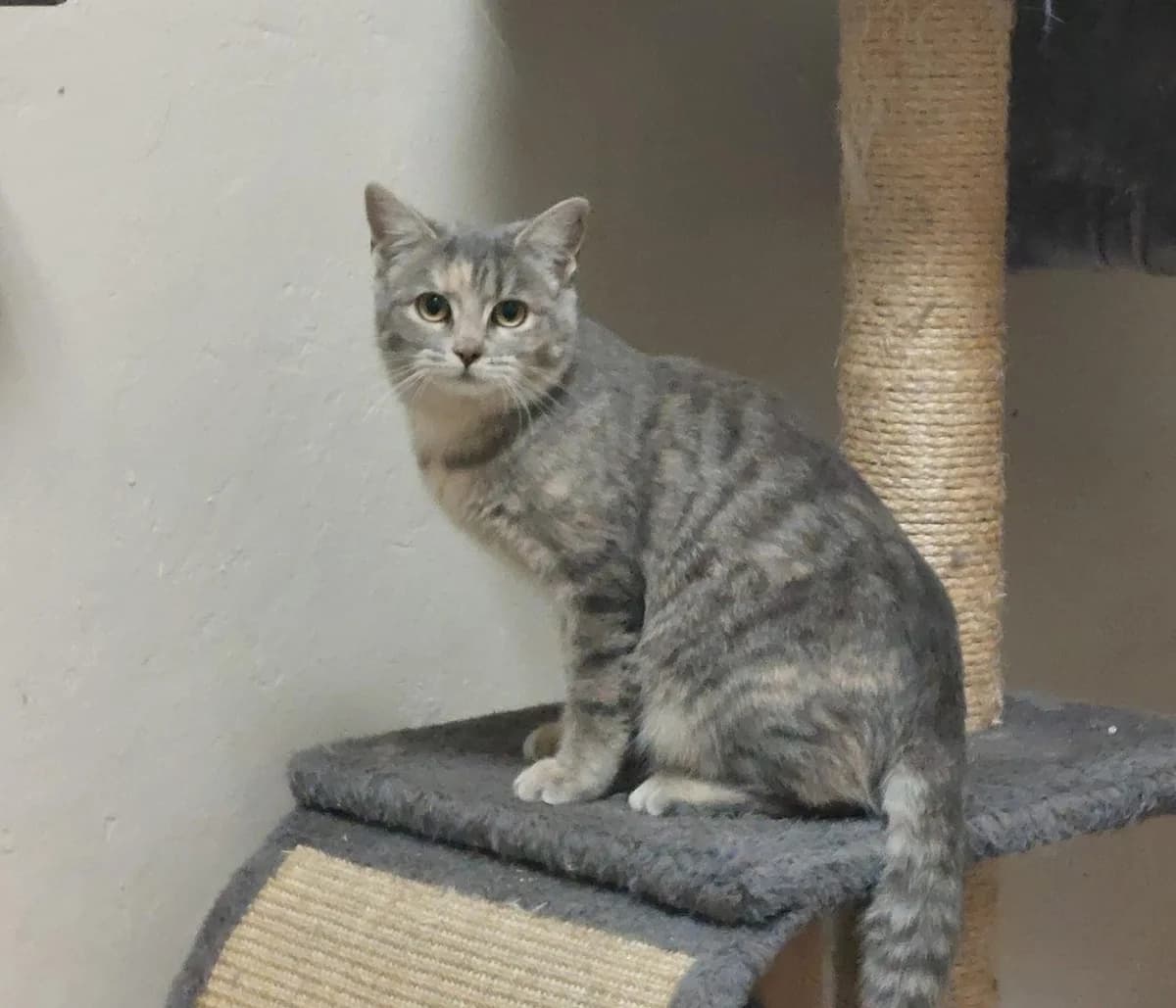 Snoes, andere female puppy European Shorthair for adoption at Dierenasiel De Knuffelpootjes, Menen