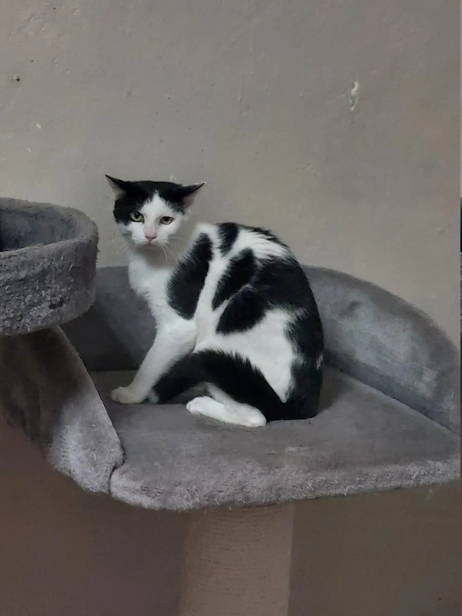 Spookje, Zwart-wit male puppy European Shorthair for adoption at Dierenasiel De Knuffelpootjes, Menen