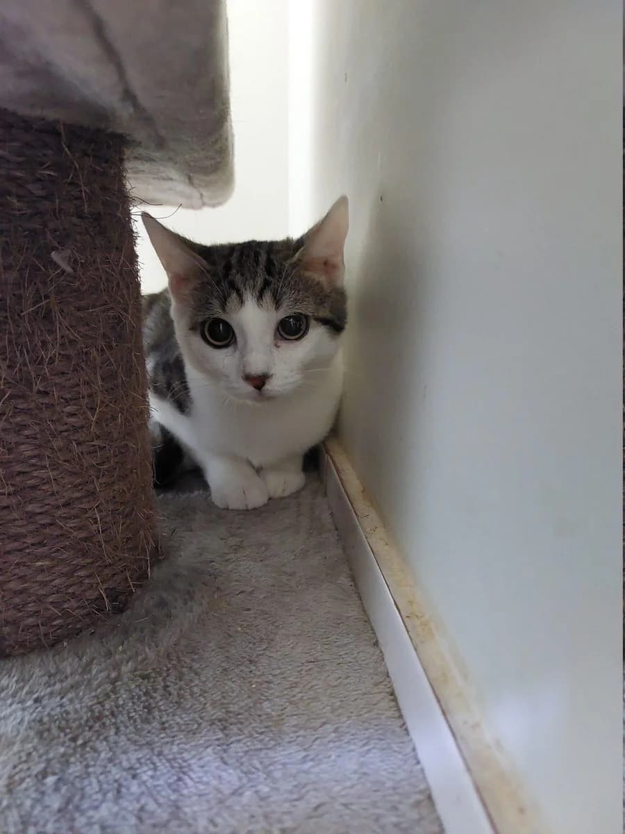 Winkie, tijger female puppy European Shorthair for adoption at Dierenasiel De Knuffelpootjes, Menen