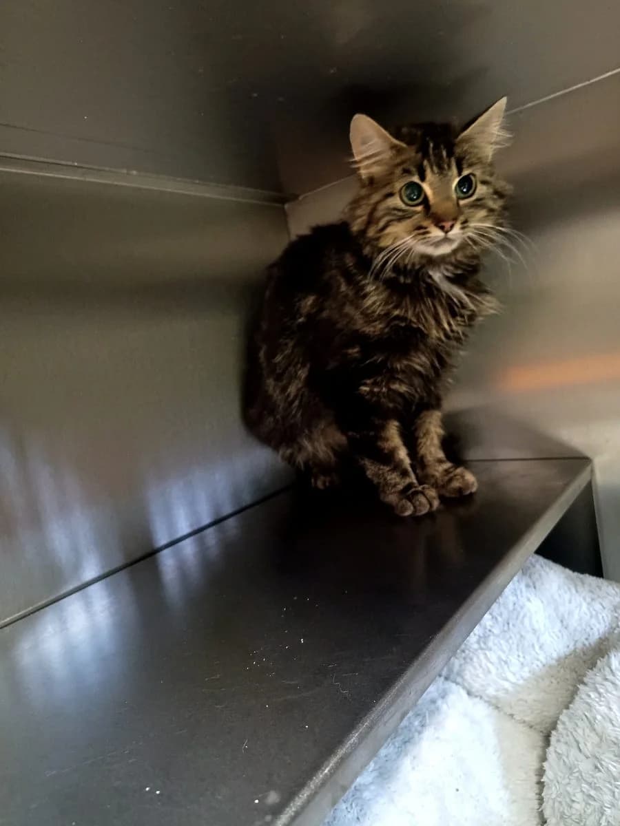 Anna, tijger female young Mixed Breed Cat for adoption at Dierenasiel De Knuffelpootjes, Menen