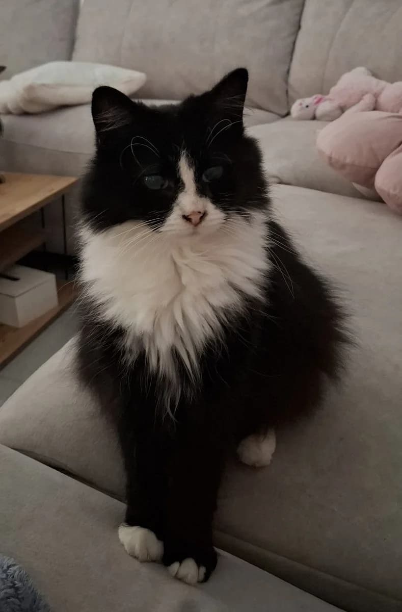 Kato, Zwart-wit female 4yo Mixed Breed Cat for adoption at Dierenasiel De Knuffelpootjes, Menen