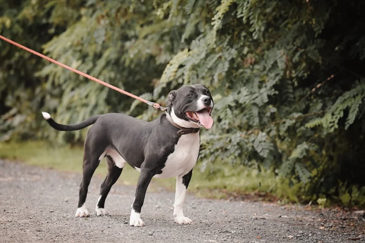 Pacha, male young Staffordshire Bull Terrier for adoption at Dierenasiel De Knuffelpootjes, Menen