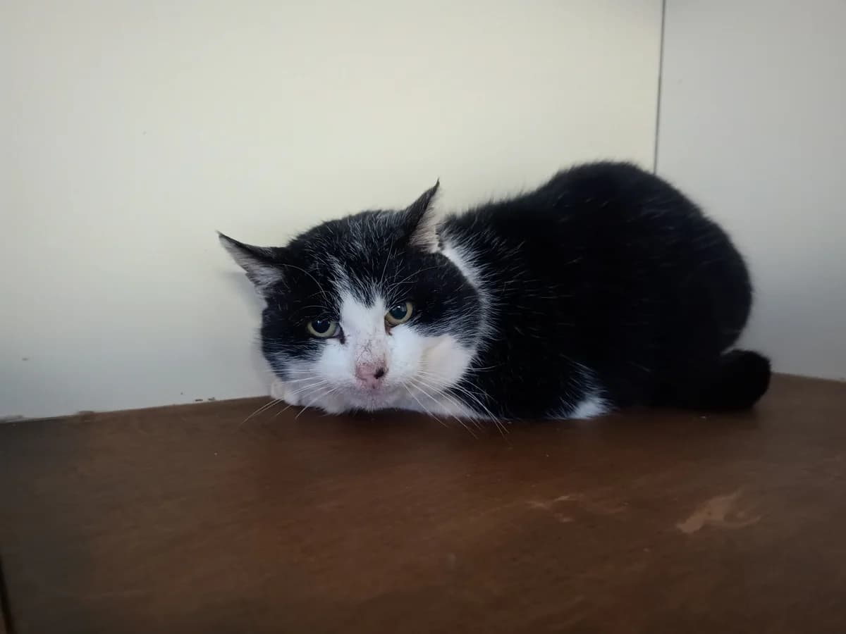 Archie, Zwart-wit male European Shorthair for adoption at Dierenasiel De Knuffelpootjes