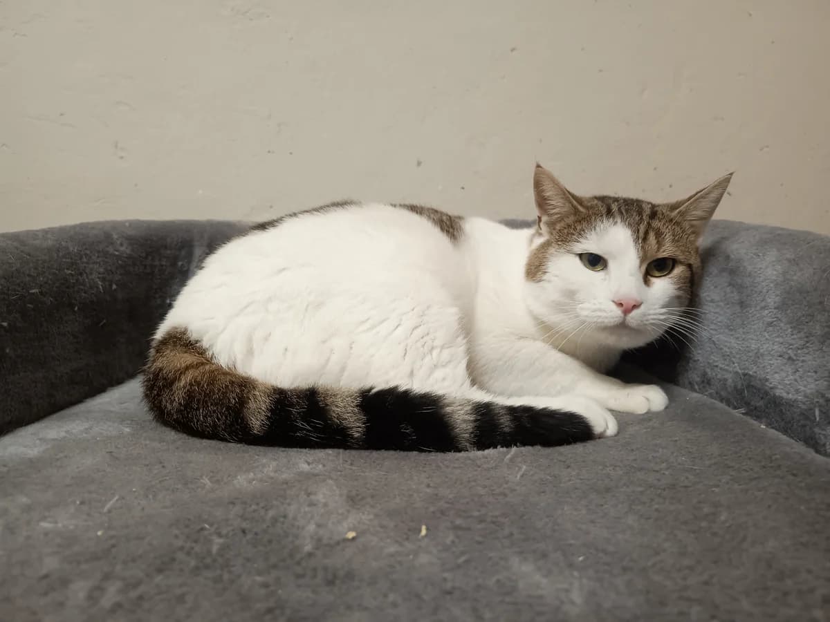 Boris, Andere male European Shorthair for adoption at Dierenasiel De Knuffelpootjes