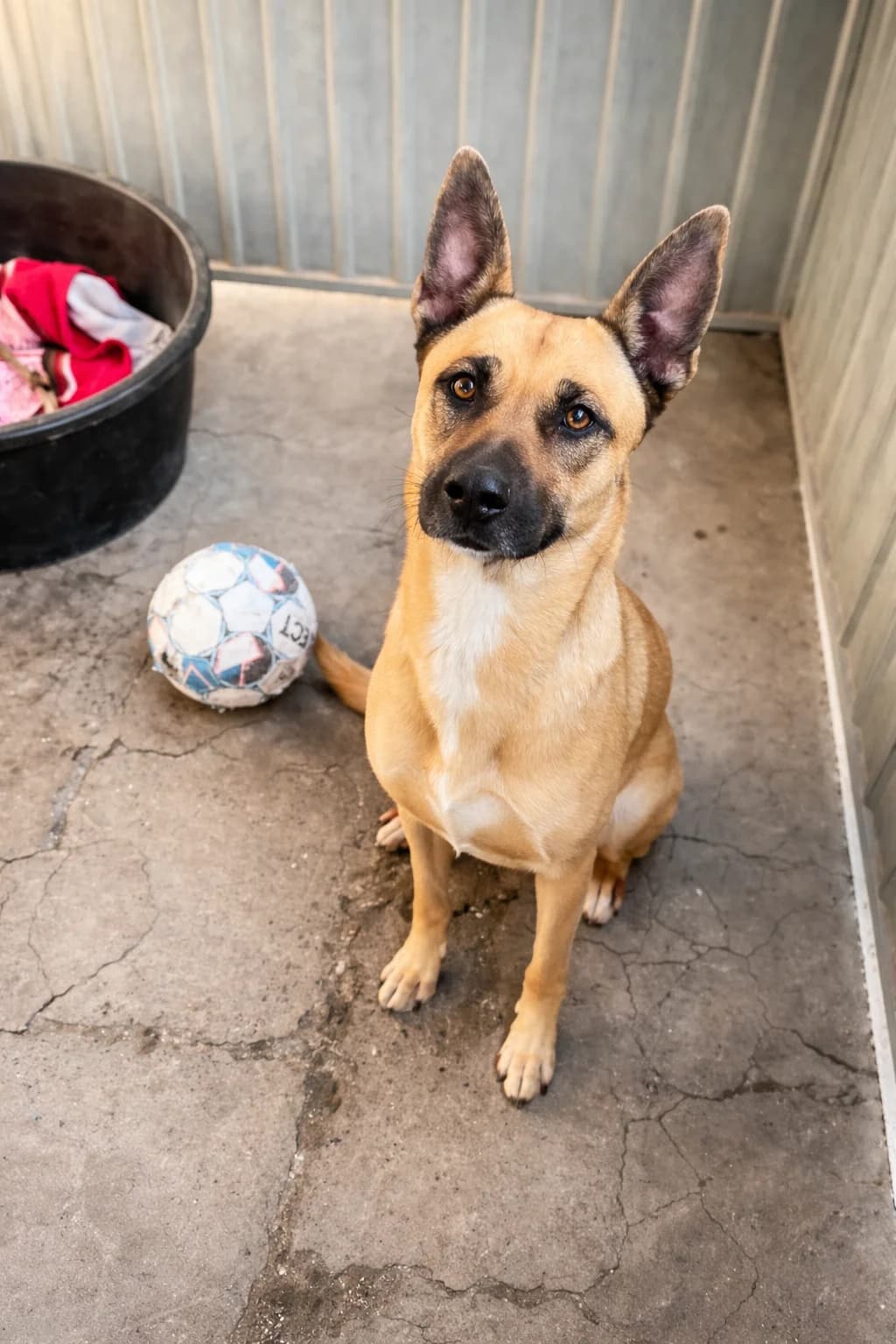 Reina, female mixed breed for adoption at Dierenasiel De Knuffelpootjes