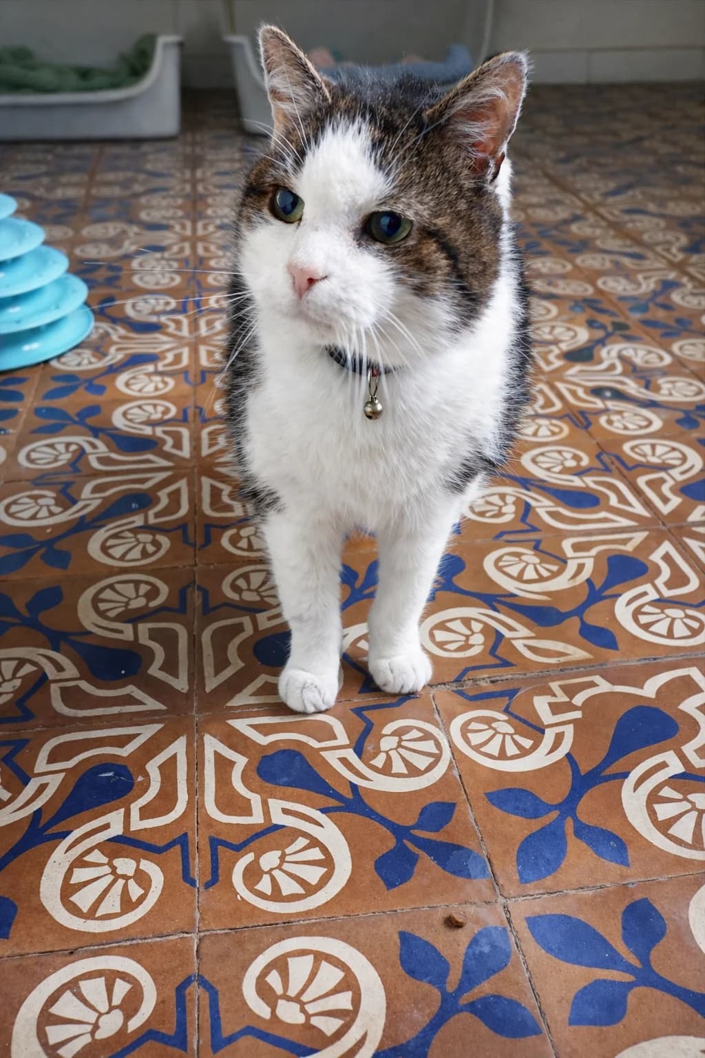 Stevie, Tijger male European Shorthair for adoption at Dierenasiel De Knuffelpootjes
