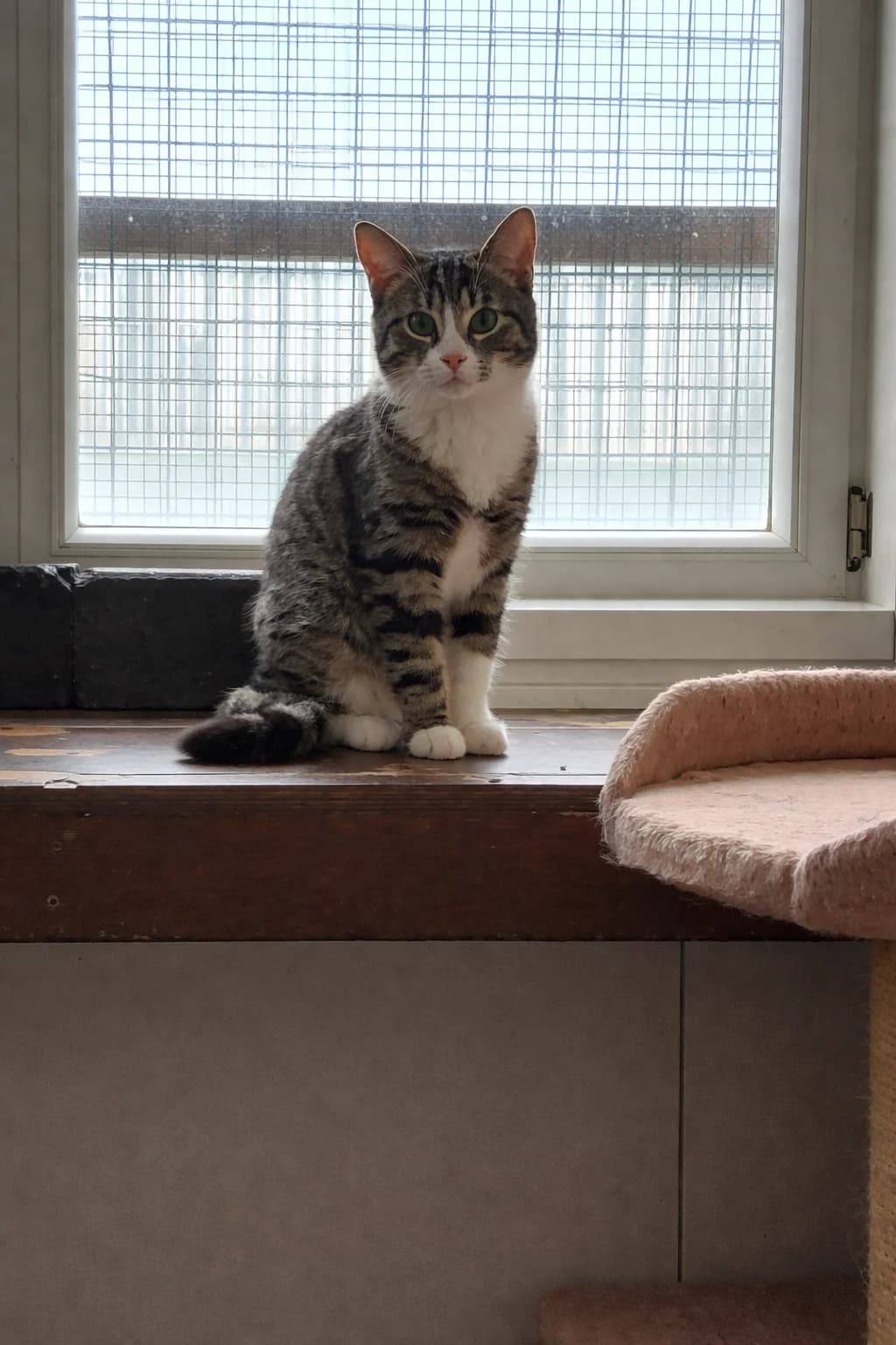 Blaze, Tijger male European Shorthair for adoption at Dierenasiel De Knuffelpootjes