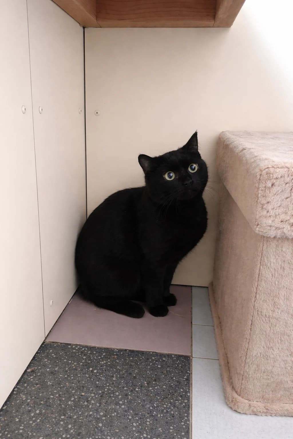 Ollie, Zwart female European Shorthair for adoption at Dierenasiel De Knuffelpootjes