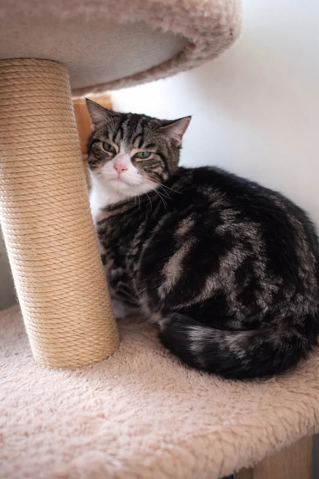 Isaura, Tijger female European Shorthair for adoption at Dierenasiel De Knuffelpootjes