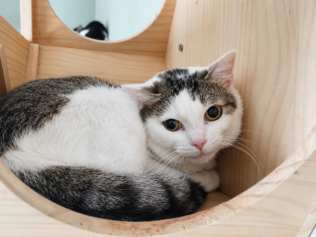 Stewie, Zwart-wit male 3yo European Shorthair for adoption at Dierenasiel De Knuffelpootjes, Menen