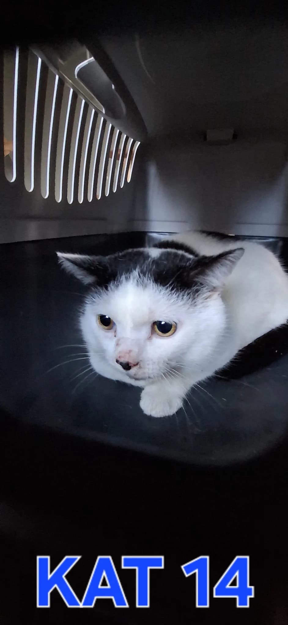 S14 Saphire, Zwart-wit male 3yo European Shorthair for adoption at Dierenasiel De Knuffelpootjes, Menen