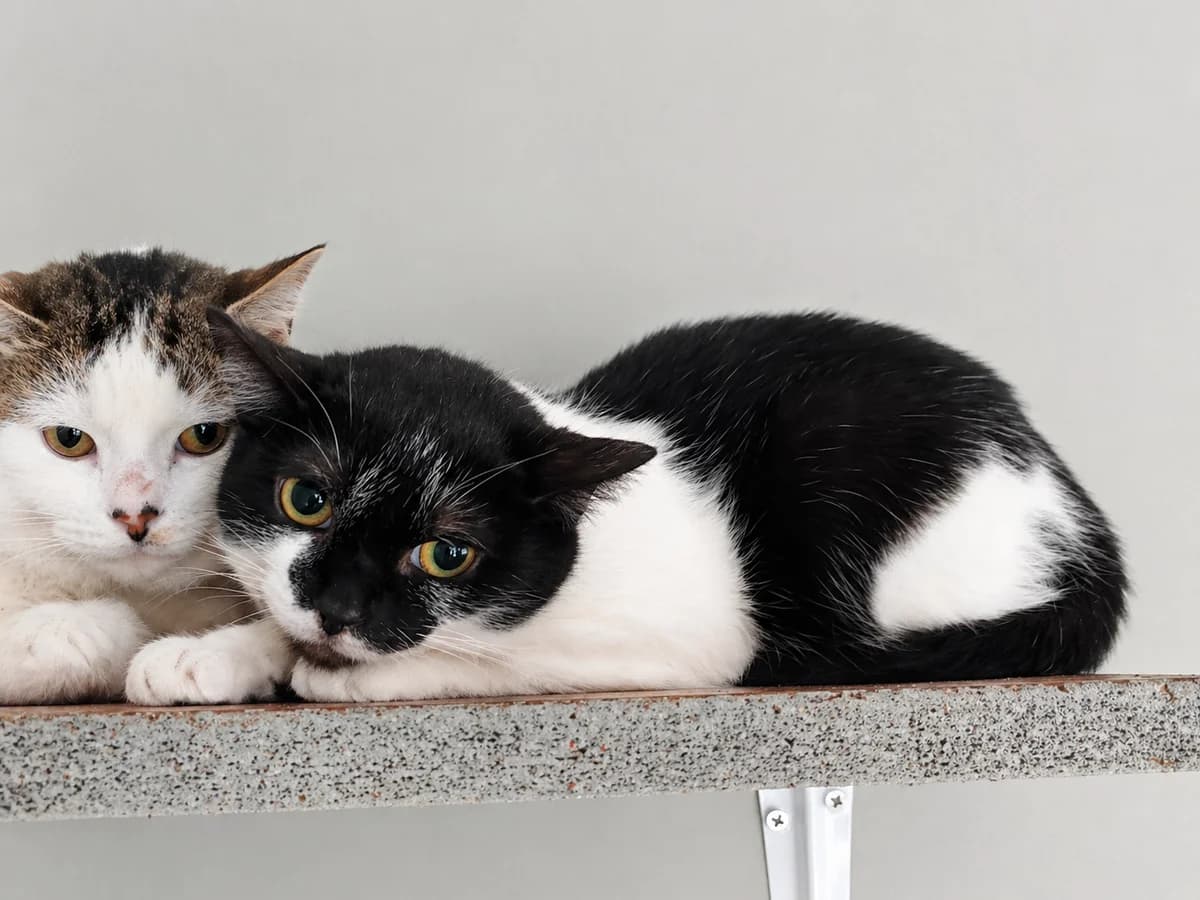 Sita, Zwart-wit female young European Shorthair for adoption at Dierenasiel De Knuffelpootjes, Menen