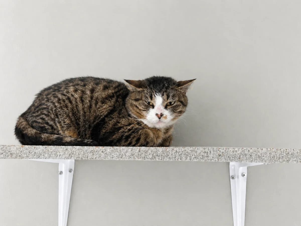 Skyler, Tijger male 3yo European Shorthair for adoption at Dierenasiel De Knuffelpootjes, Menen