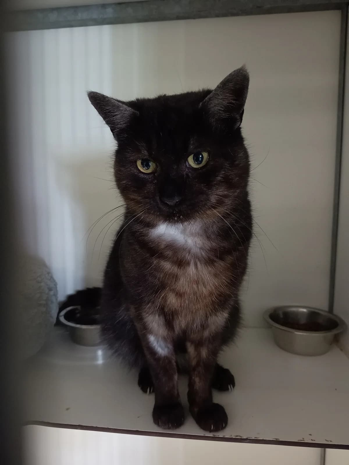 Bas, Andere male senior European Shorthair for adoption at Dierenasiel De Knuffelpootjes, Menen