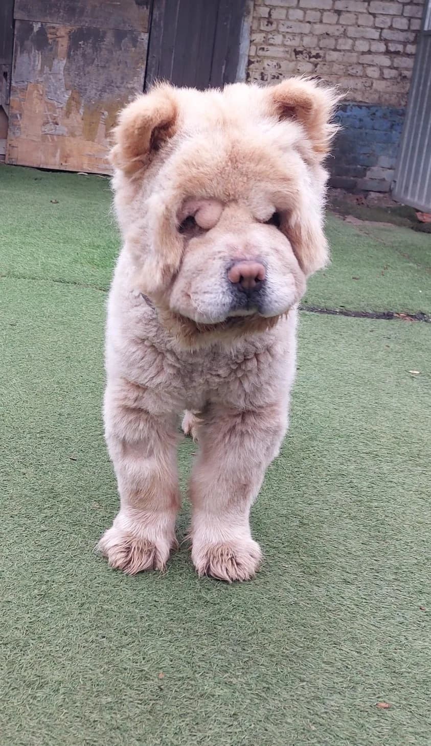 Spaik (ey), male Chow Chow for adoption at Dierenasiel De Knuffelpootjes