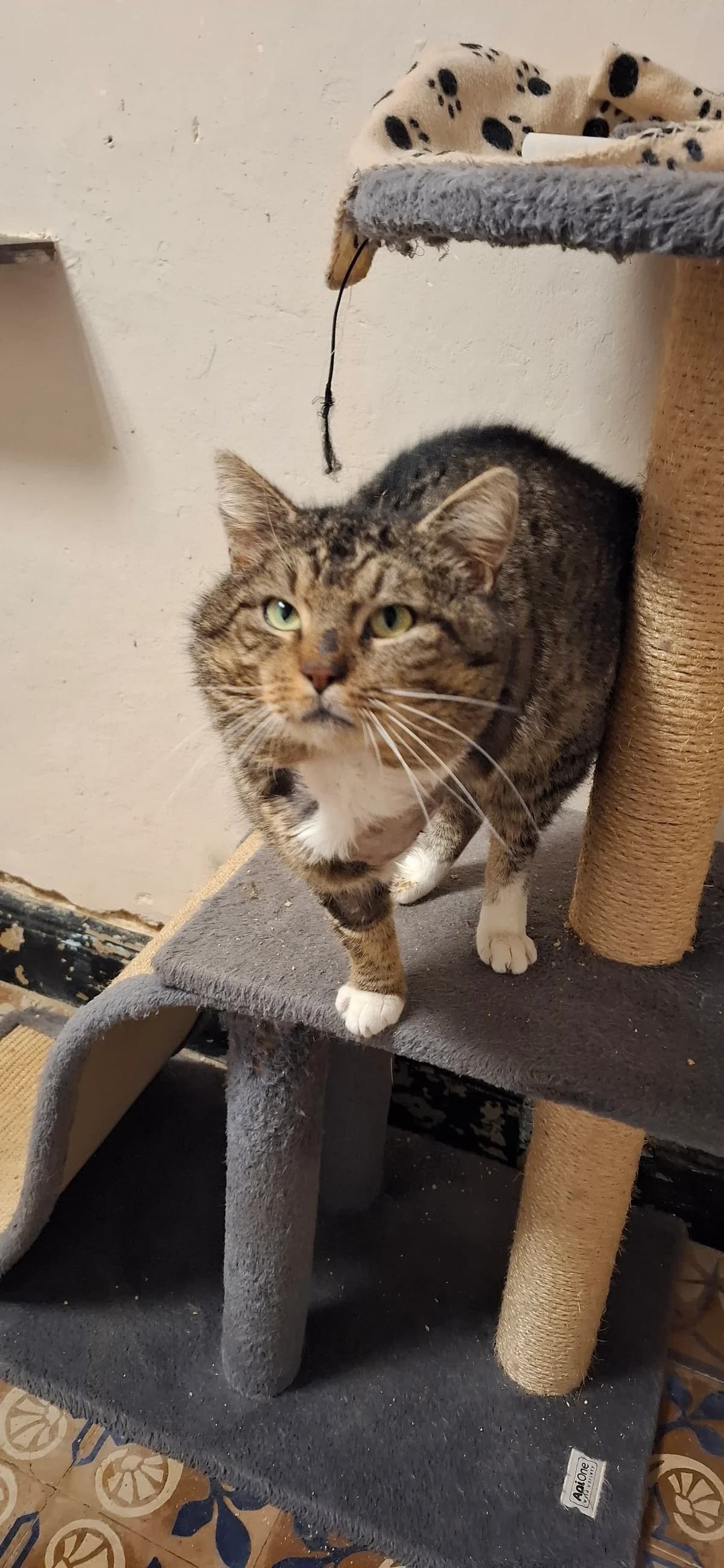 Nevil, Tijger male senior European Shorthair for adoption at Dierenasiel De Knuffelpootjes, Menen