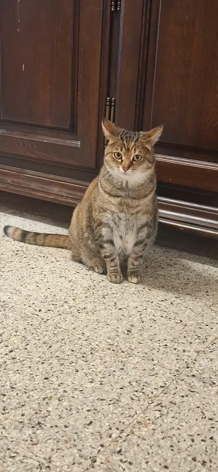 Bella, Tijger female European Shorthair for adoption at Dierenasiel De Knuffelpootjes
