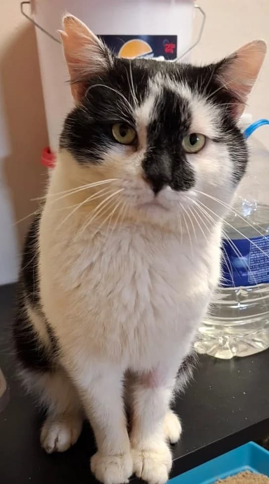 Lando, Zwart-wit male European Shorthair for adoption at Dierenasiel De Knuffelpootjes