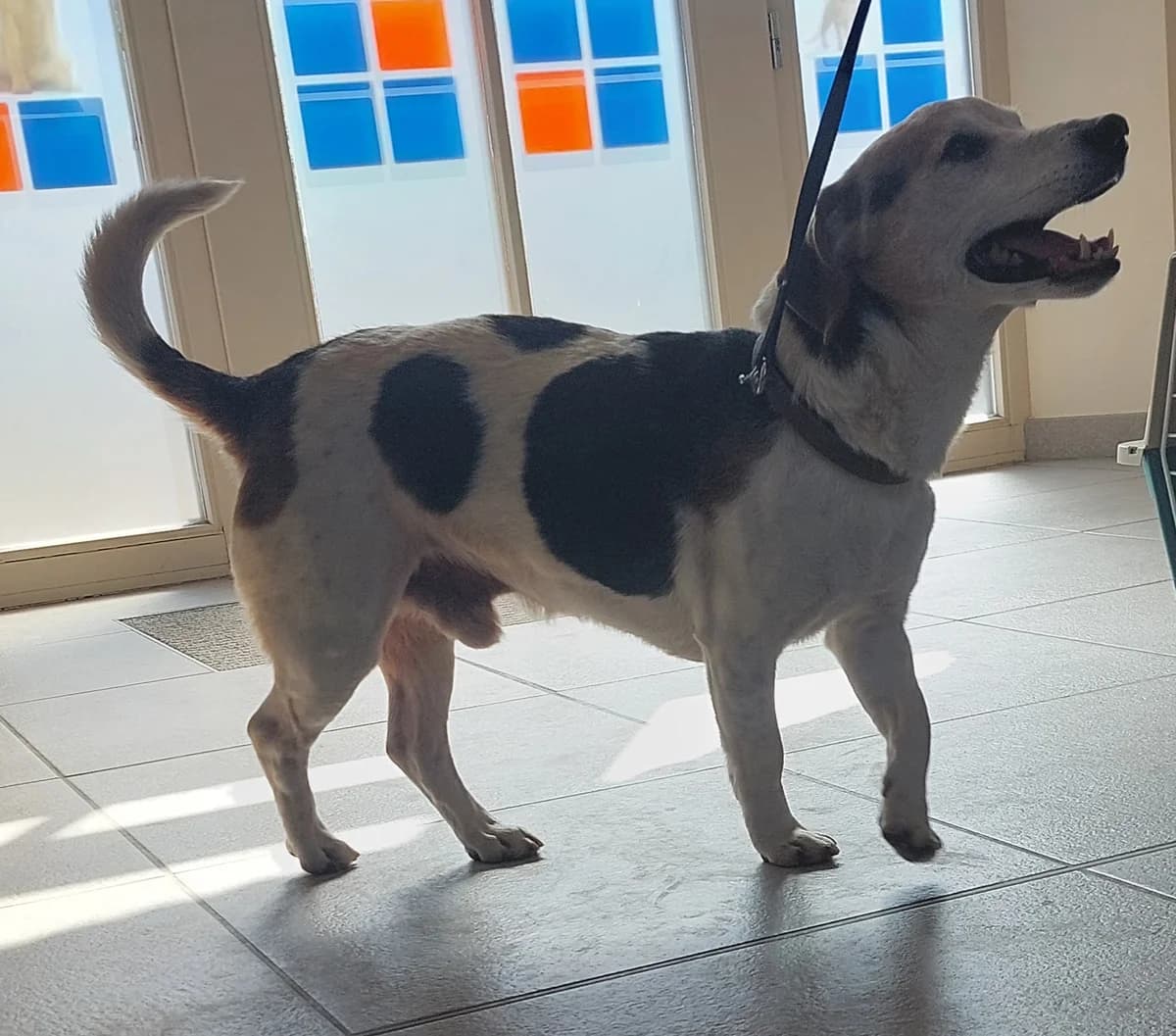 Milo, goud male senior Jack Russell Terrier for adoption at Dierenasiel De Knuffelpootjes, Menen