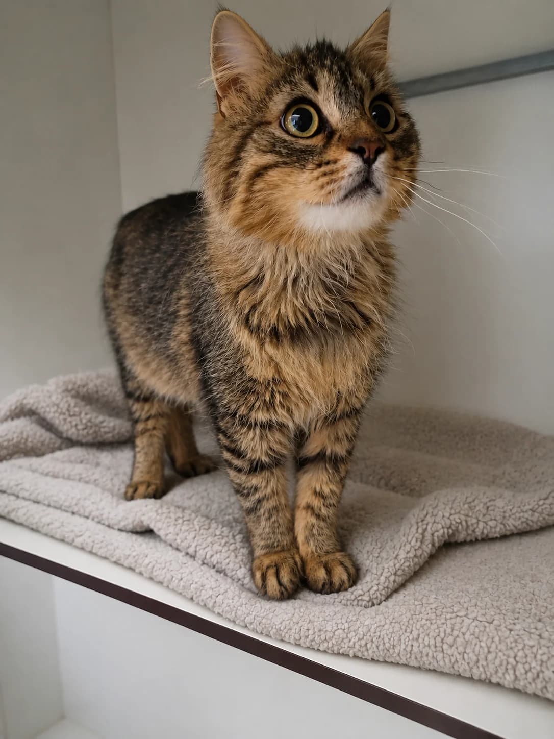 GUSTAPH, Andere male 3yo Mixed Breed Cat for adoption at Dierenasiel De Knuffelpootjes, Menen