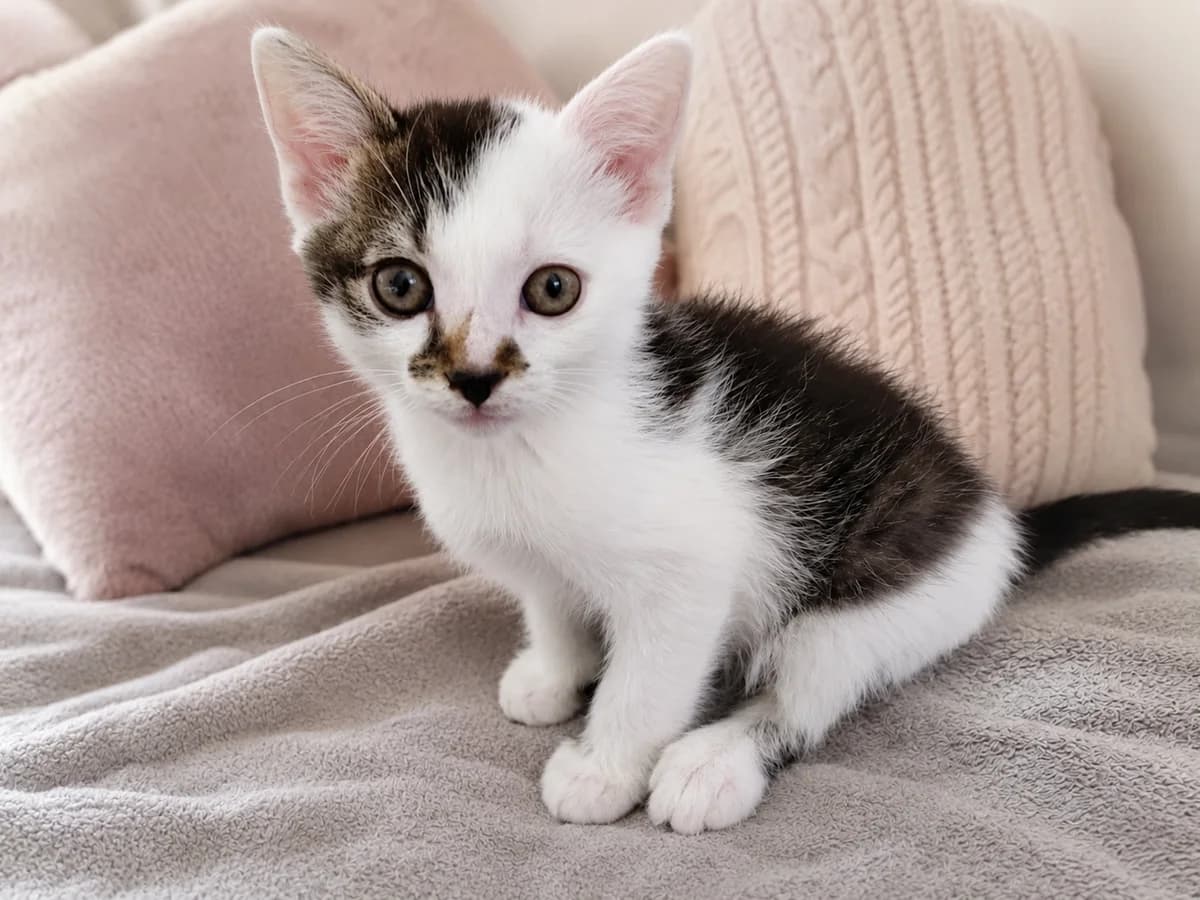 Tim, Zwart-wit female puppy European Shorthair for adoption at Dierenasiel De Knuffelpootjes, Menen