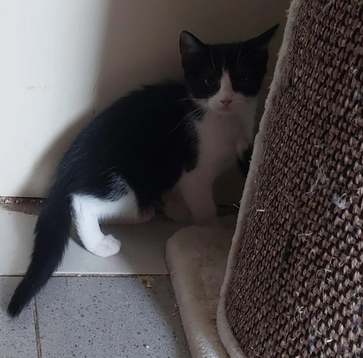 Mickey, Zwart-wit male puppy European Shorthair for adoption at Dierenasiel De Knuffelpootjes, Menen