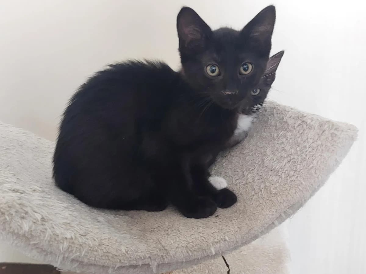 Nero, Zwart male puppy European Shorthair for adoption at Dierenasiel De Knuffelpootjes, Menen