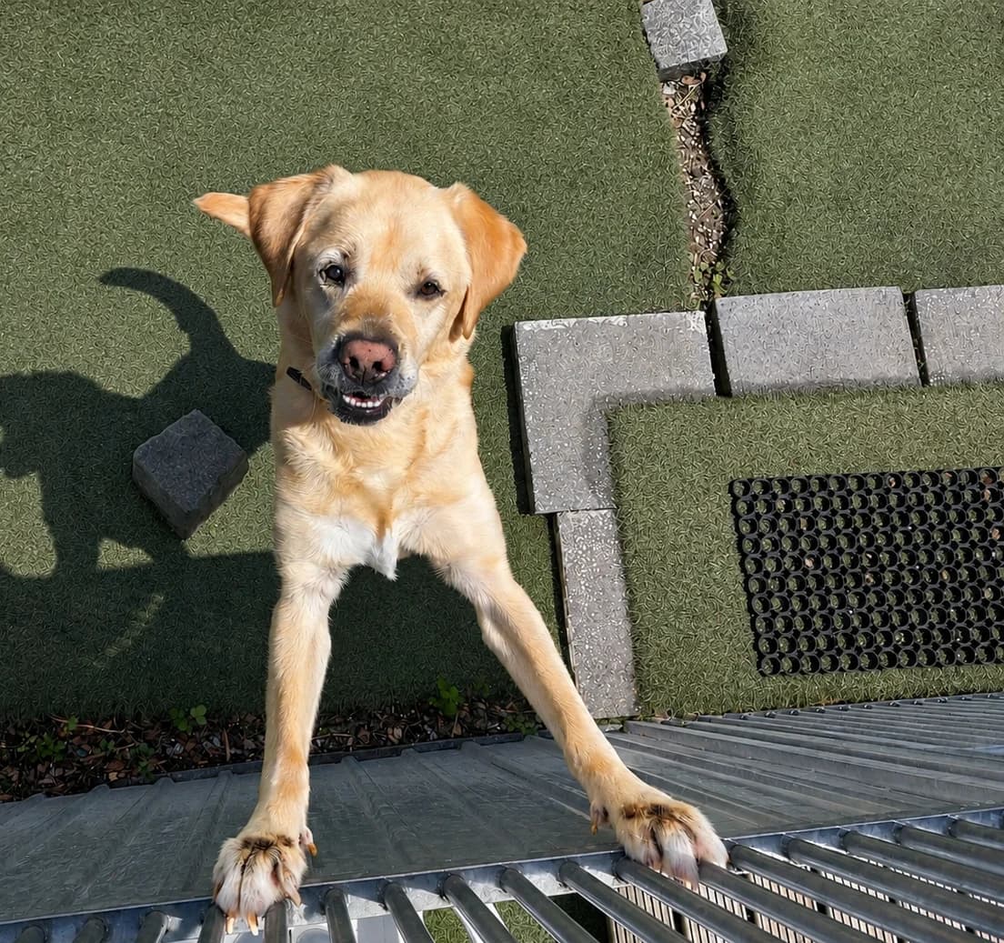 Laika, goud male senior Labrador Retriever for adoption at Dierenasiel De Knuffelpootjes, Menen