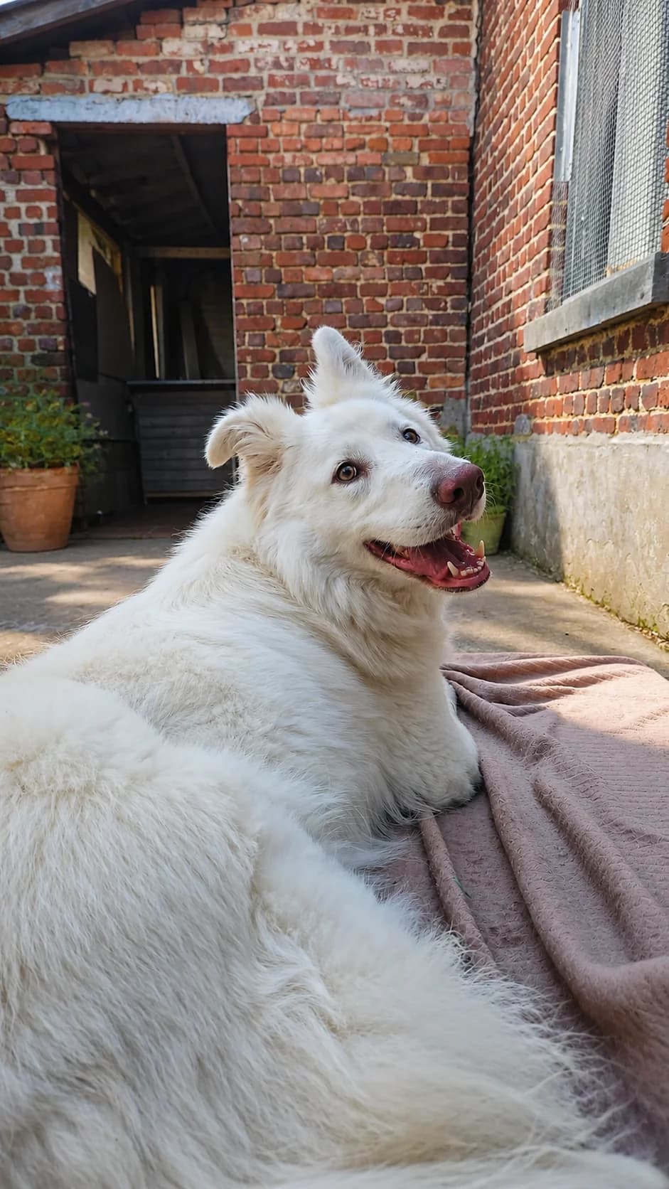 Luna, goud female young mixed breed for adoption at Dierenasiel De Knuffelpootjes, Menen