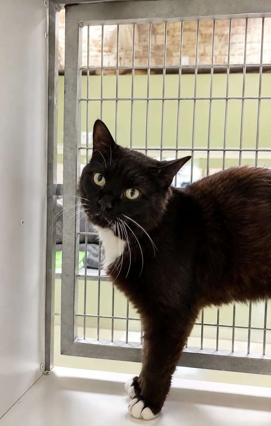 Rico, Zwart-wit male 3yo European Shorthair for adoption at Dierenasiel De Knuffelpootjes, Menen