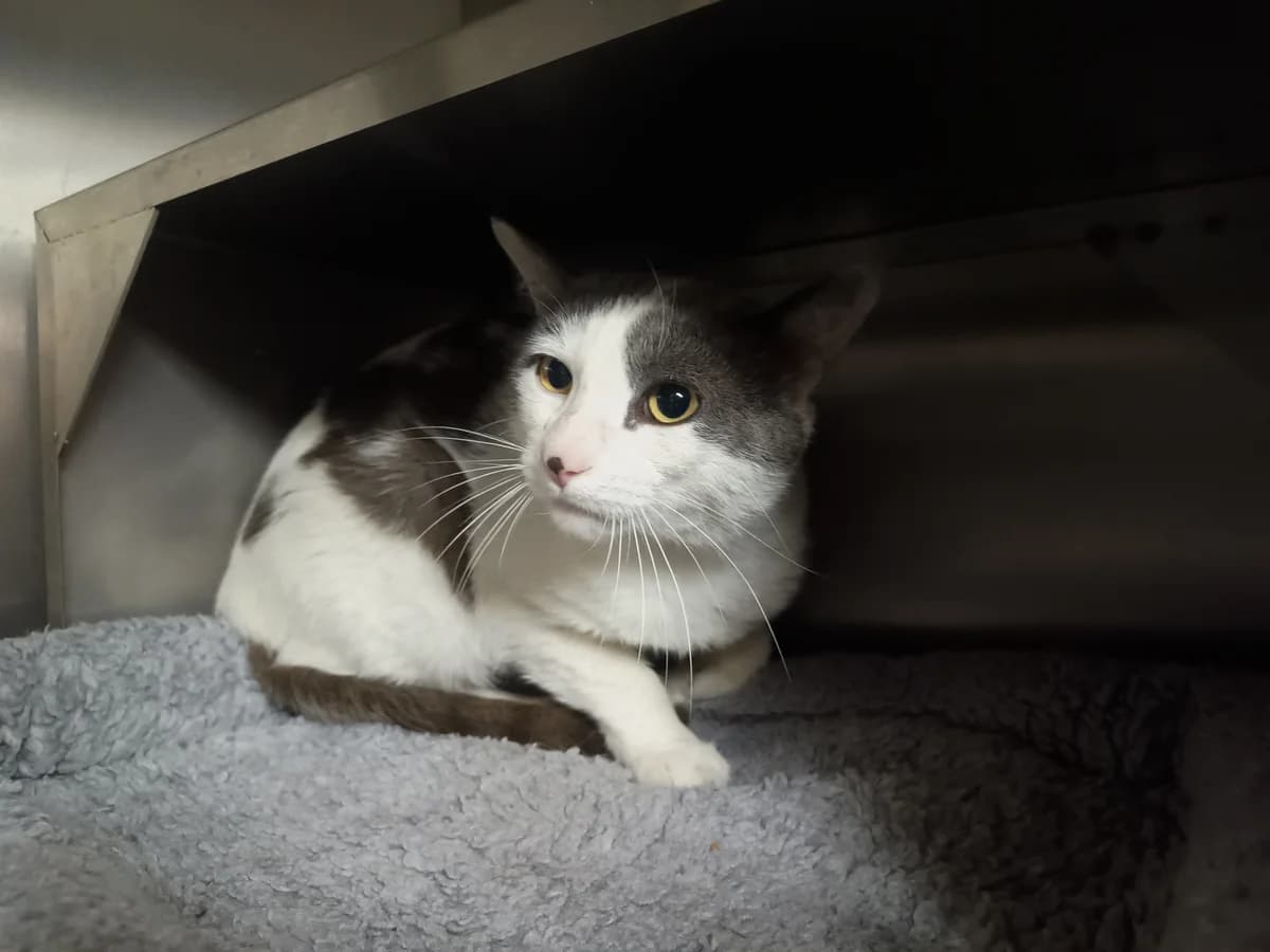 Boris, Andere male 4yo Mixed Breed Cat for adoption at Dierenasiel De Knuffelpootjes, Menen