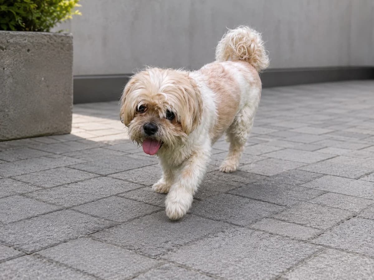 Boemer, male senior mixed breed for adoption at Dierenasiel De Knuffelpootjes, Menen