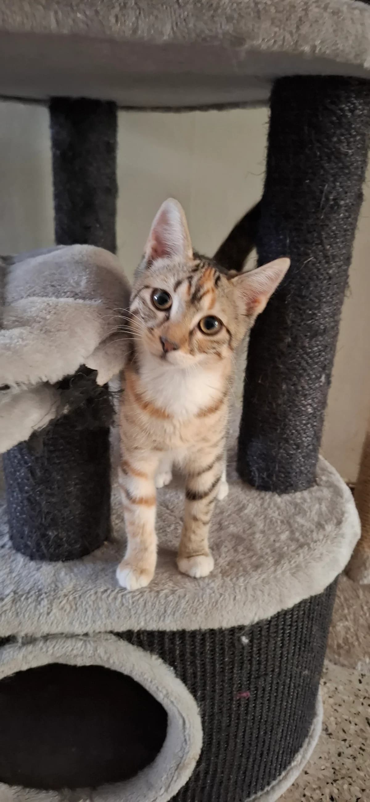 Minnie, Tijger female puppy European Shorthair for adoption at Dierenasiel De Knuffelpootjes, Menen