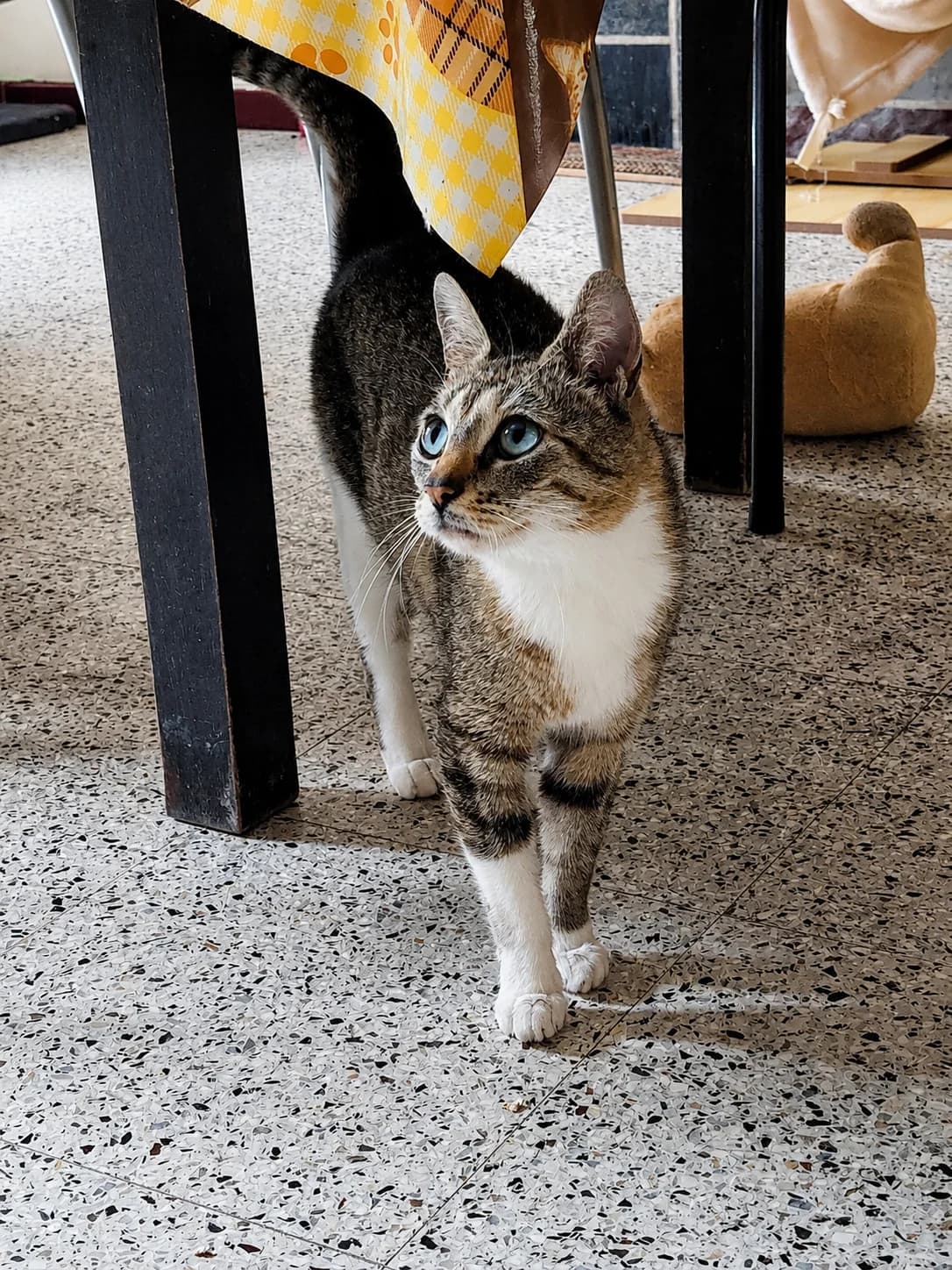 Yuna, Andere female 3yo European Shorthair for adoption at Dierenasiel De Knuffelpootjes, Menen