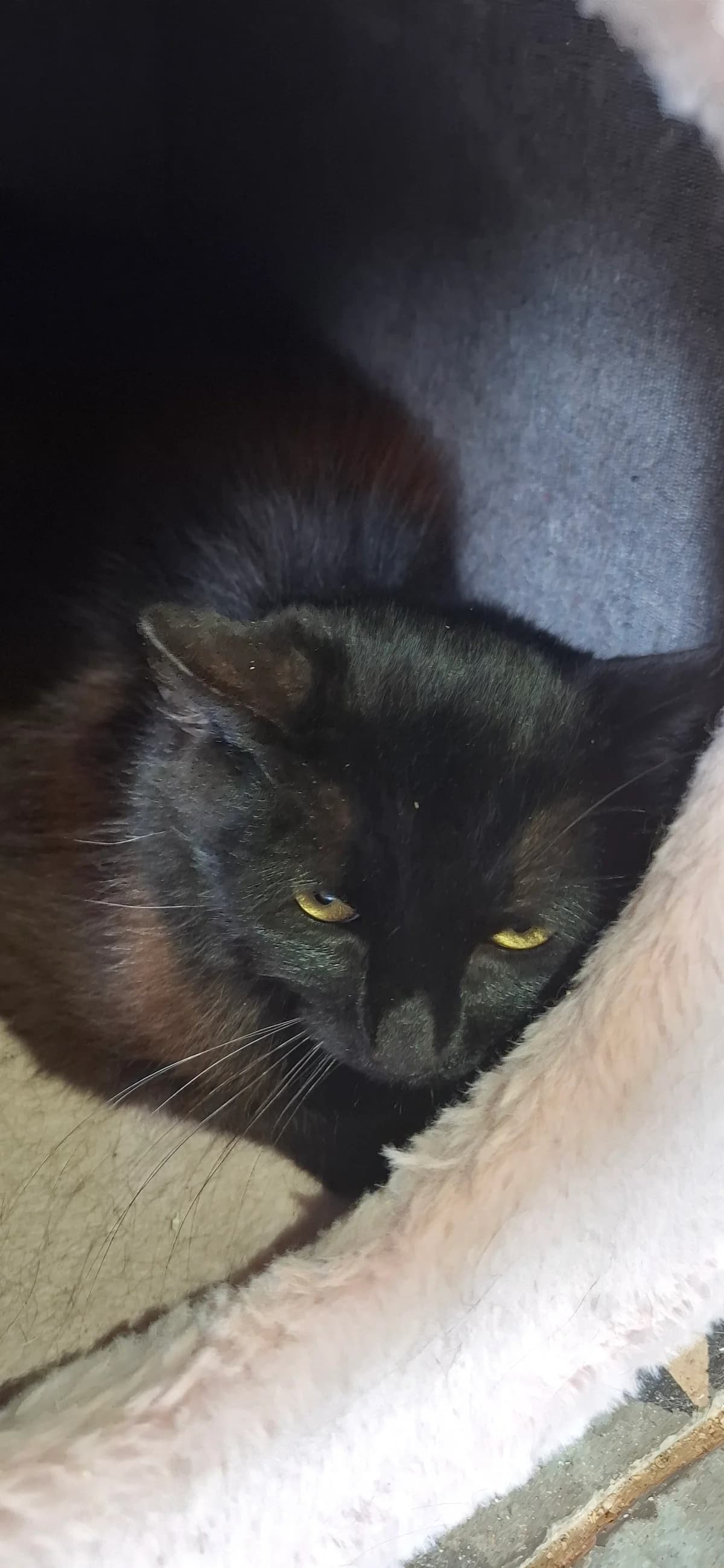 Billie, Zwart male young Mixed Breed Cat for adoption at Dierenasiel De Knuffelpootjes, Menen