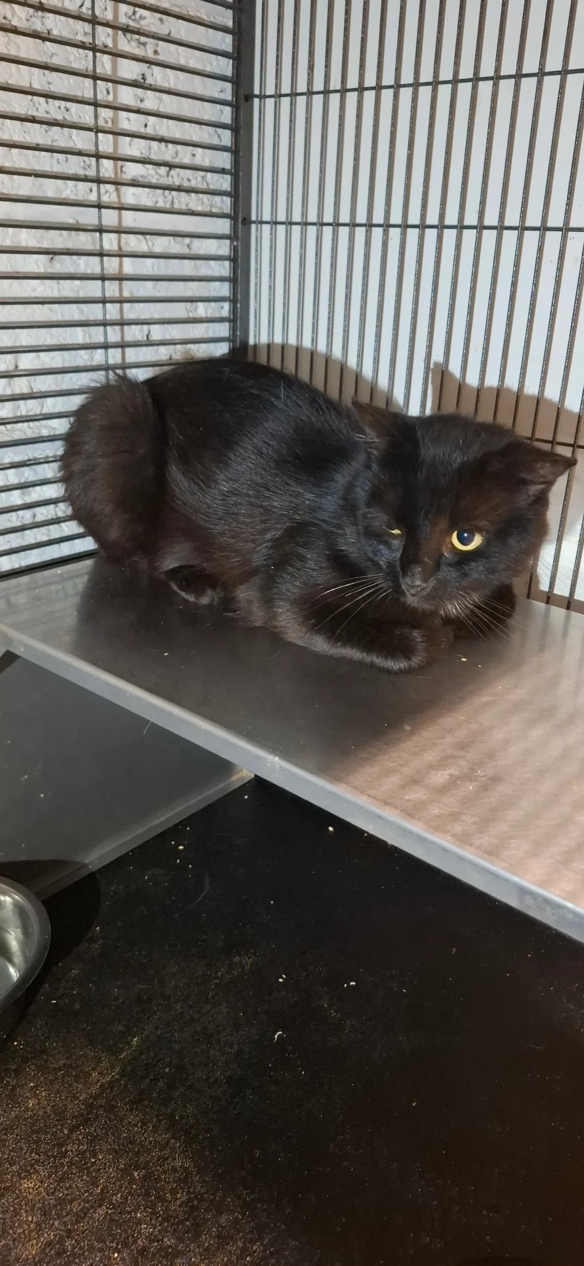 Noah gereserveerd voor Debruyne Lazariella, Zwart male young European Shorthair for adoption at Dierenasiel De Knuffelpootjes, Menen