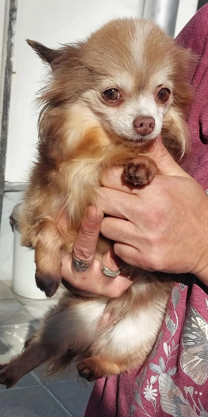 JOY, female senior Chihuahua for adoption at Dierenasiel De Knuffelpootjes, Menen